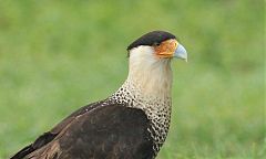 Crested Caracara